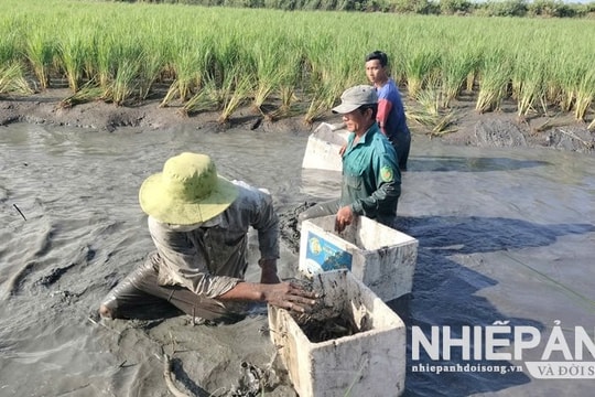 Thu hoạch tôm càng xanh trên đất lúa - tôm