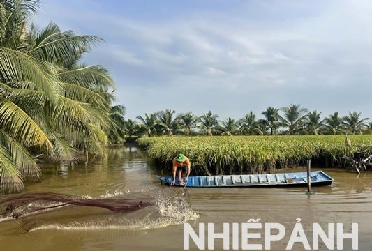 Cà Mau: Mô hình lúa – tôm giúp nông dân ổn định kinh tế