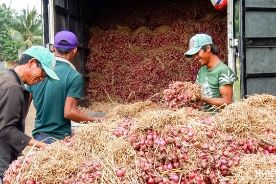 Cần Thơ thu hoạch hành tím sớm