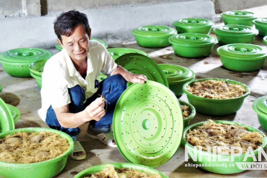 Xã Phan Ngọc Hiển: Hiệu quả từ mô hình nuôi đuông dừa