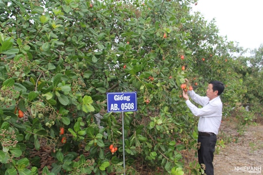 “Cha đẻ” giống điều cao sản đồng hành cùng nông dân làm giàu 