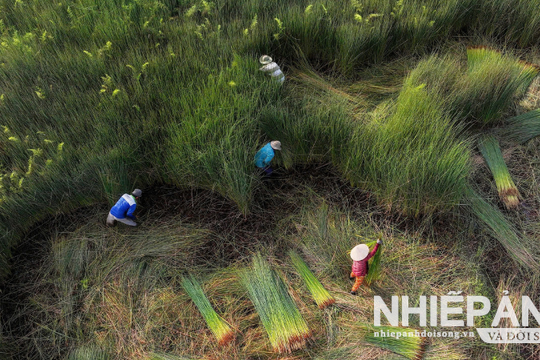 Lặng thầm một màu xanh