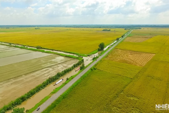 Cần Thơ: Phát huy hiệu quả Đề án một triệu héc-ta lúa 