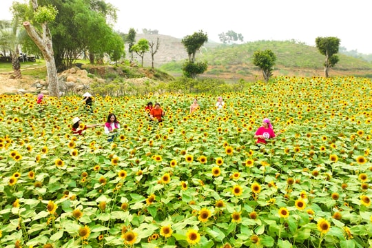 Rực rỡ sắc vàng "hoa mặt trời" giữa lòng hồ Thác Bà - Lào Cai
