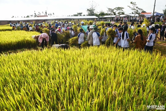 Quảng Ngãi: Lễ hội ngày mùa - Sắc quê Mộ Đức