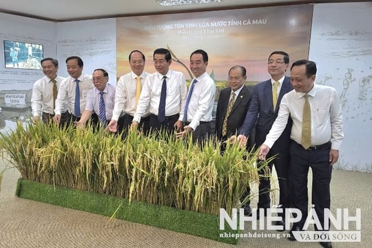 Cà Mau thành lập bảo tàng lúa nước và biểu tượng tôn vinh cây lúa