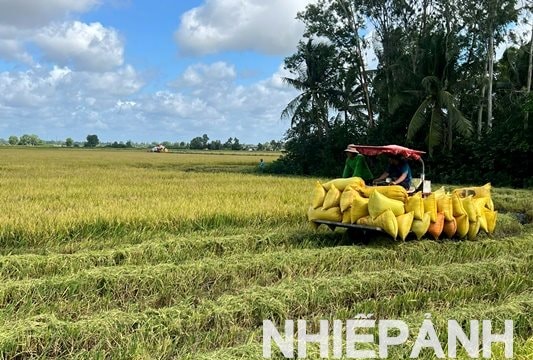 Cuộc thi gạo ngon ĐBSCL "chìa khóa" để nâng tầm giá trị hạt gạo Việt