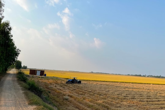 Mùa vàng bình yên Long Khốt