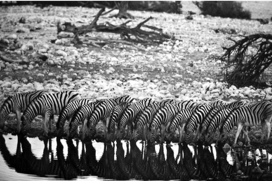 Tư tưởng và thực hành tài liệu của Sebastião Salgado