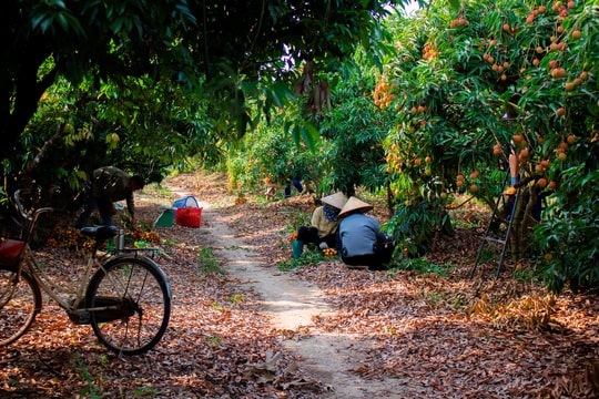 Vị ngọt mùa sớm chở nặng niềm tin