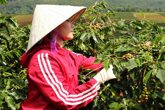 Khe Sanh Quảng Trị: Từ hạt cà phê trăm năm đến giấc mơ điểm đến
