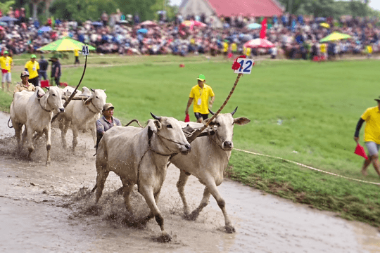 Sôi động Hội đua bò Bảy Núi lần thứ 31 tại An Giang