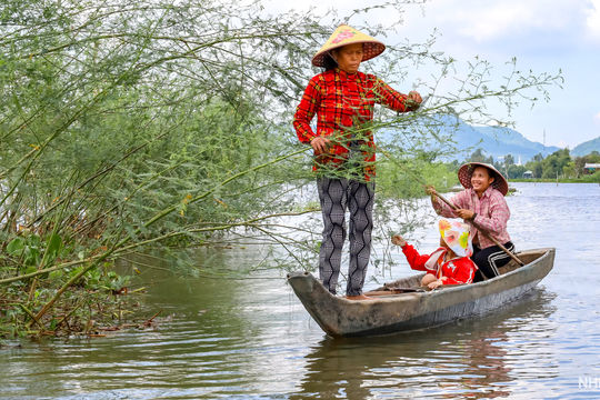 Mùa hoa điên điển
