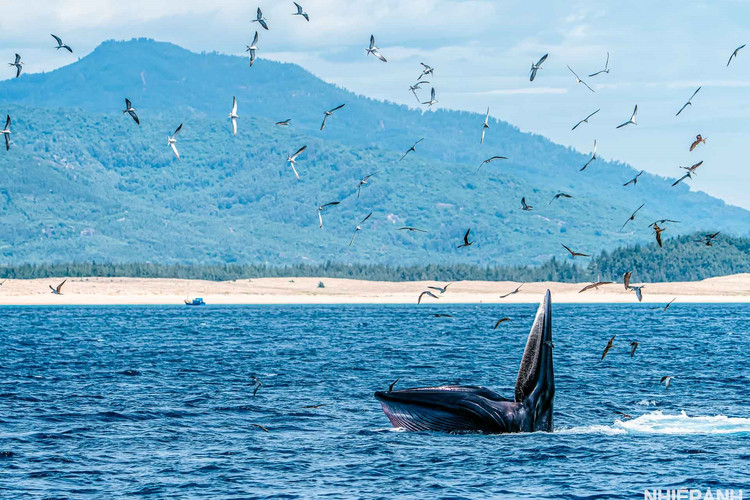 Ấn tượng những khoảnh khắc cá voi xuất hiện tại biển Đề Gi, Bình Định
