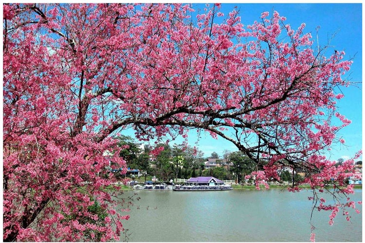 Độc đáo hoa thân gỗ ở Đà Lạt