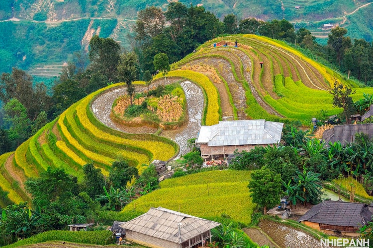 Một thoáng mùa gặt Hoàng Su Phì - Hà Giang