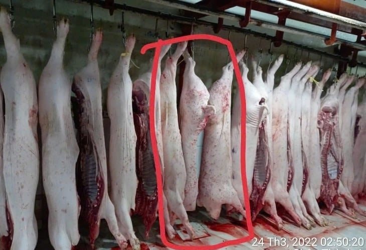 Vụ việc C.P Việt Nam bị “tố” bán thịt heo bệnh: Bộ Công an vào cuộc xác minh
