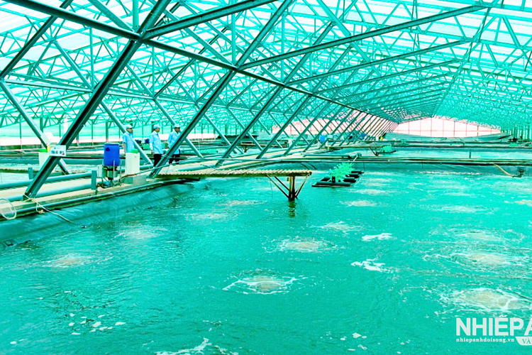 Đồng bằng sông Cửu Long chuyển đổi xanh trong nuôi trồng thủy sản