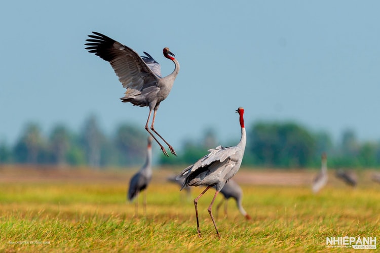 NSNA Trường Sinh ra mắt sách ảnh “Sếu đầu đỏ” – hành trình mười năm với thiên nhiên hoang dã