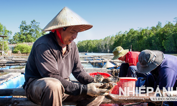 Hàu lồng Đất Mũi