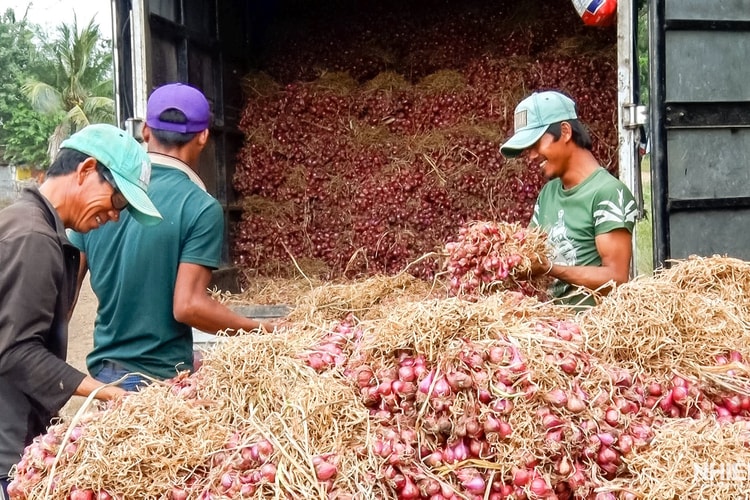 Cần Thơ thu hoạch hành tím sớm