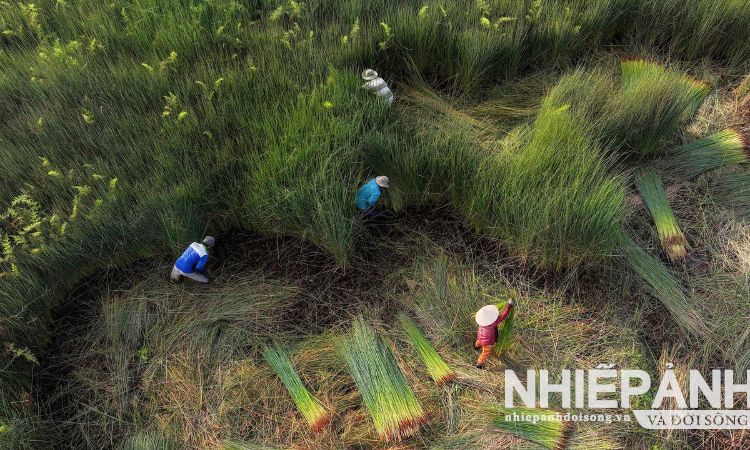 Lặng thầm một màu xanh