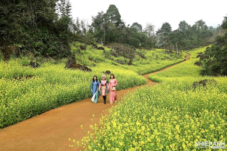 Sắc vàng hoa cải níu chân du khách ở Suối Giàng