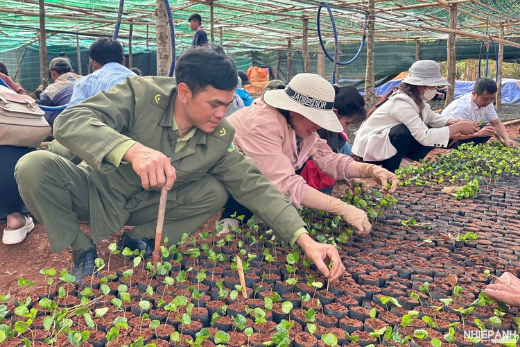 Quảng Ngãi: 300 người tham gia vận chuyển, đóng bầu cây giống cà phê giúp người dân vùng cao phát triển vườn cây công nghiệp
