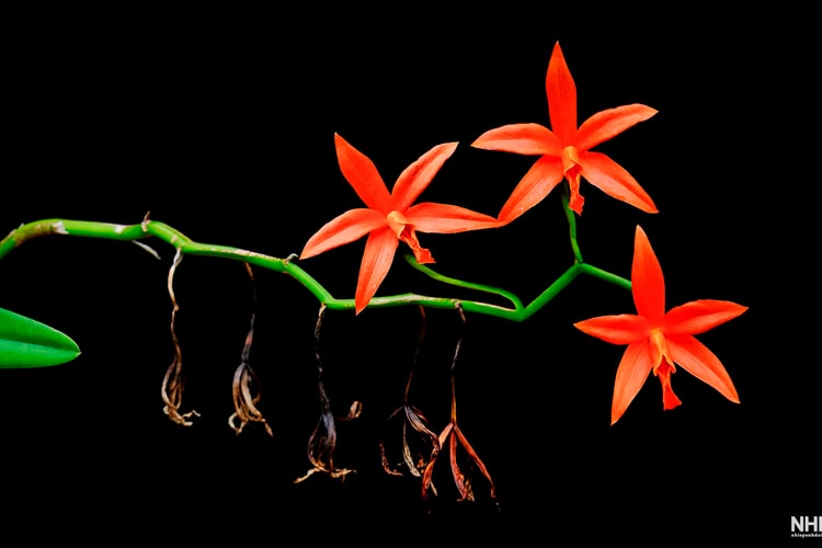 Vẻ đẹp phong lan qua ống kính nhiếp ảnh