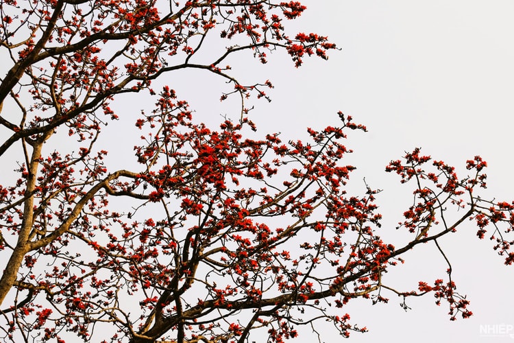 LỄ HỘI HOA GẠO NHÂN HÒA - 
SẮC MÀU NƠI MIỀN SƠN CƯỚC NGHỆ AN
