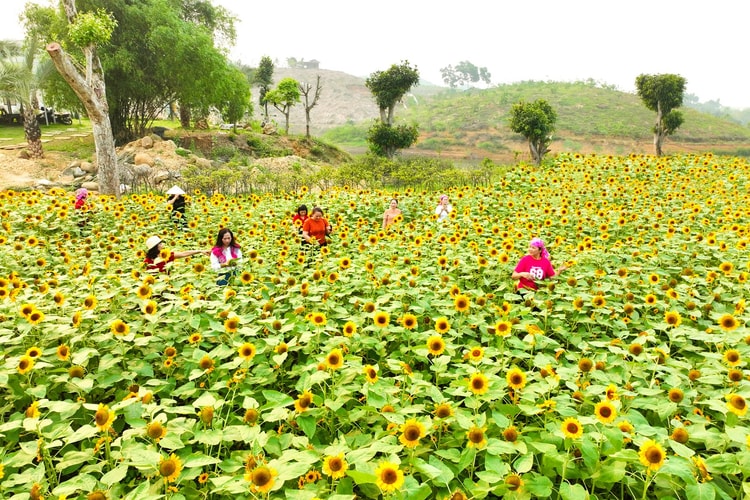Rực rỡ sắc vàng "hoa mặt trời" giữa lòng hồ Thác Bà - Lào Cai