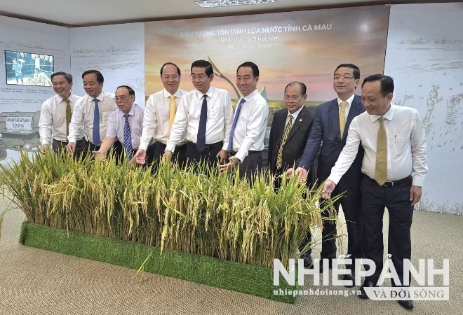 Cà Mau thành lập bảo tàng lúa nước và biểu tượng tôn vinh cây lúa