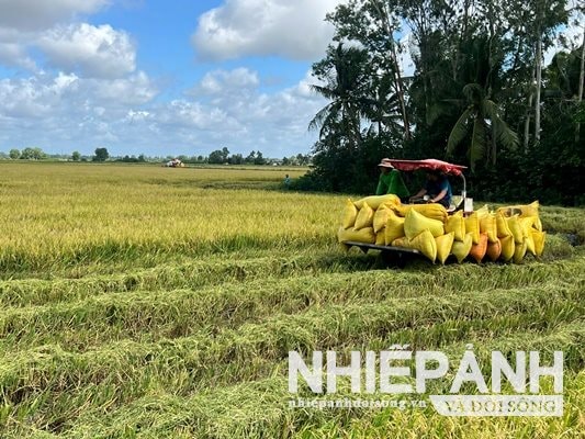 Cuộc thi gạo ngon ĐBSCL "chìa khóa" để nâng tầm giá trị hạt gạo Việt