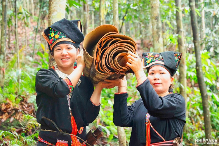 Tân Hợp (Lào Cai): Nâng tầm giá trị quế, khẳng định thương hiệu từ vùng nguyên liệu đến thị trường