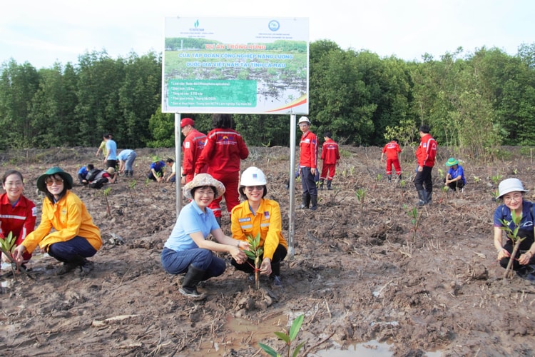 Tập đoàn Năng lượng – Quốc gia Việt Nam tổ chức Chương trình trồng rừng ngập mặn
