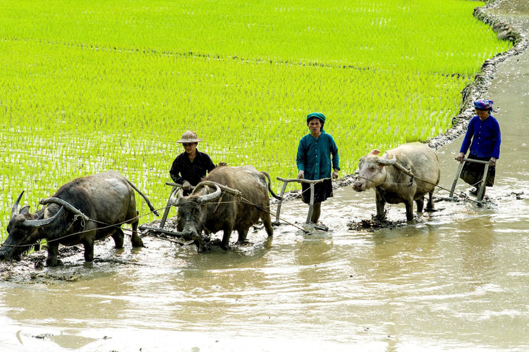 Ấn tượng về "Những nẻo đường tôi qua" – khoảng lặng tinh túy trong sự nghiệp của NSNA Nguyễn Văn Toản